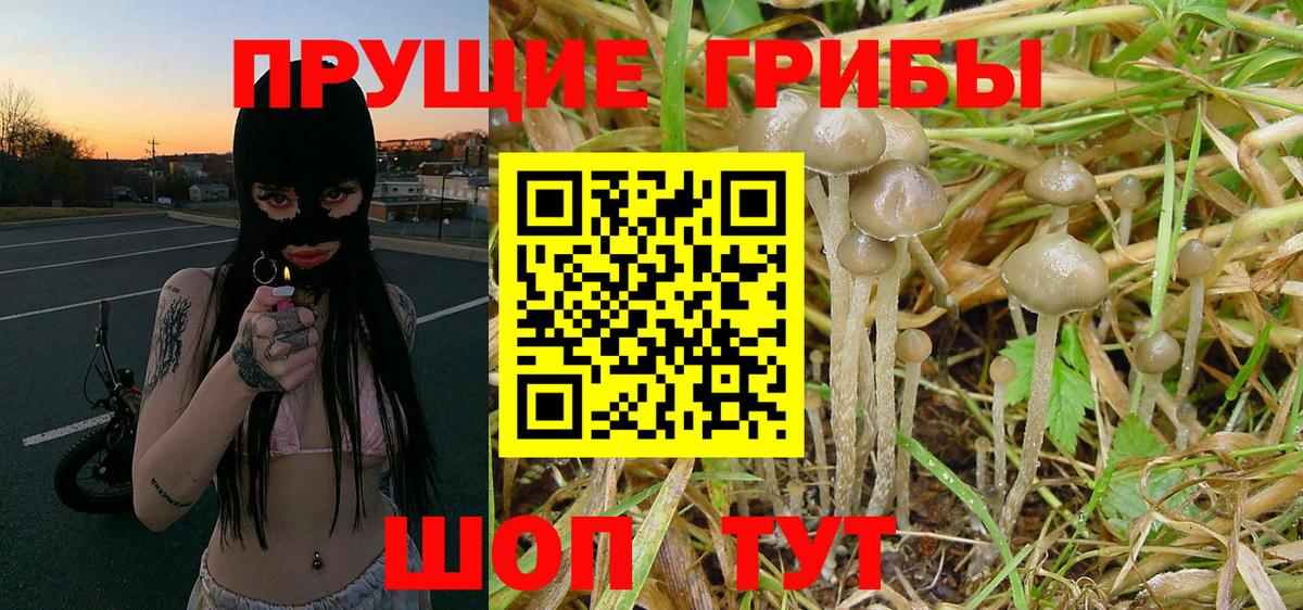 купить   Псилоцибиновые грибы Psilocybe  Вход с VPN  Лосино-Петровский  Псилоцибиновые грибы Psilocybe 